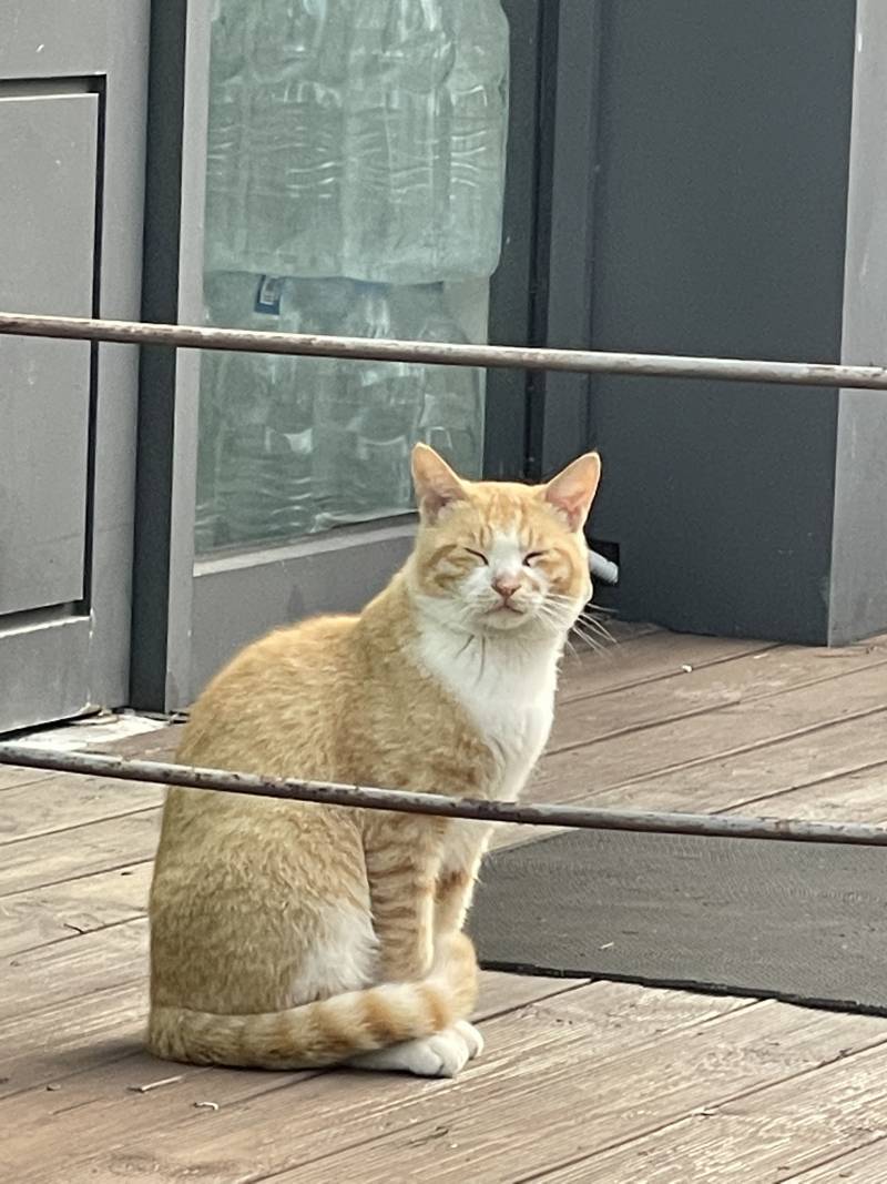 얘 진짜 예쁘게 생기지 않았어? (고양이) | 인스티즈