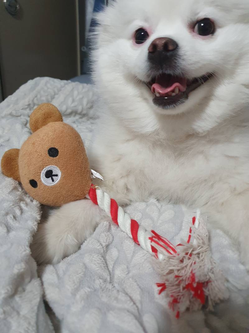 강쥐키우는새...우리집만 이러나?? | 인스티즈