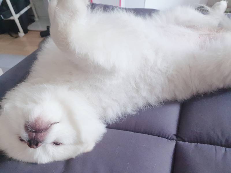 강쥐키우는새...우리집만 이러나?? | 인스티즈