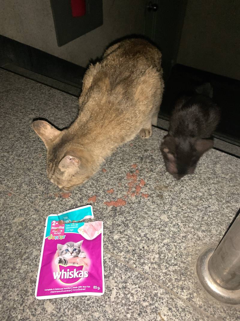 얘들아ㅠㅠㅠ옆빌라에서 자꾸 울음소리 들려서 봤는데 고양이가 창문에 달려있는거야 | 인스티즈