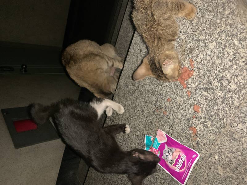 얘들아ㅠㅠㅠ옆빌라에서 자꾸 울음소리 들려서 봤는데 고양이가 창문에 달려있는거야 | 인스티즈