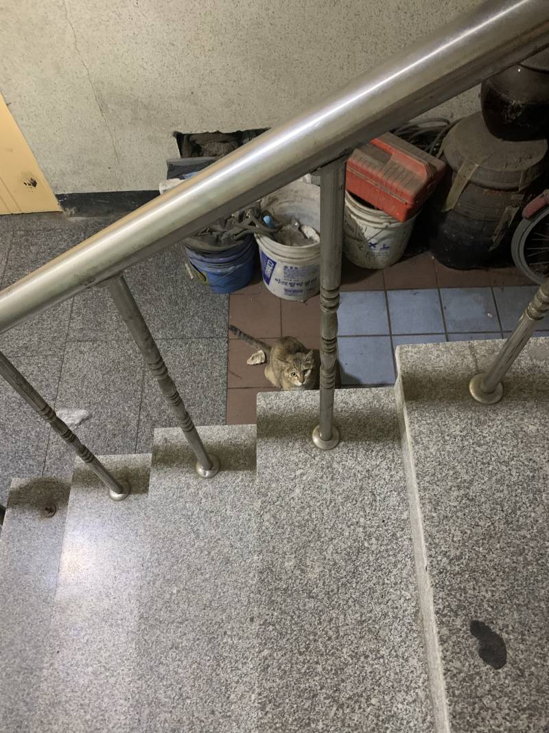 얘들아ㅠㅠㅠ옆빌라에서 자꾸 울음소리 들려서 봤는데 고양이가 창문에 달려있는거야 | 인스티즈