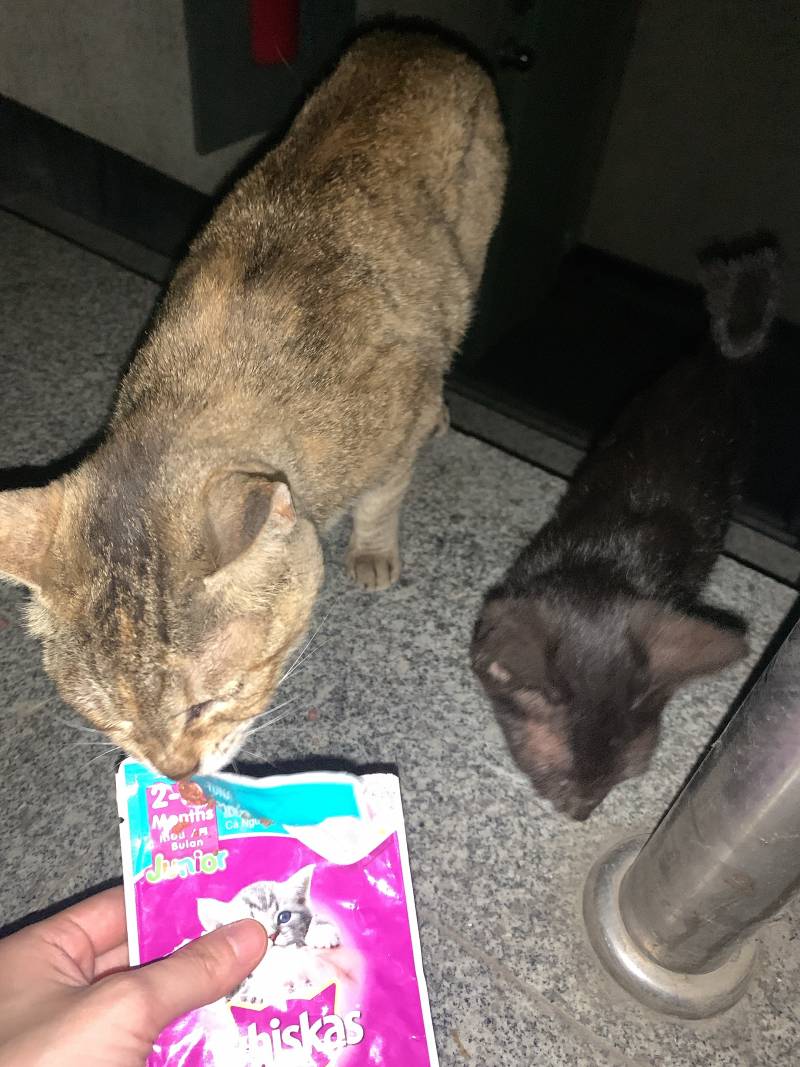 얘들아ㅠㅠㅠ옆빌라에서 자꾸 울음소리 들려서 봤는데 고양이가 창문에 달려있는거야 | 인스티즈