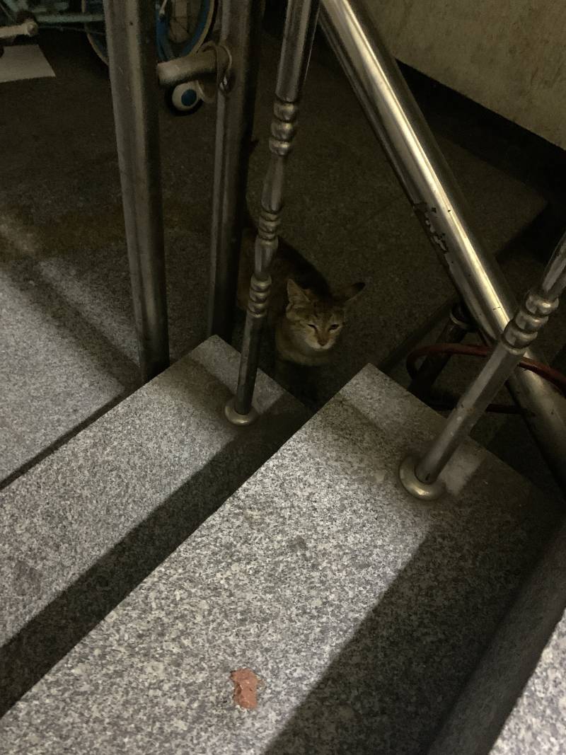 얘들아ㅠㅠㅠ옆빌라에서 자꾸 울음소리 들려서 봤는데 고양이가 창문에 달려있는거야 | 인스티즈