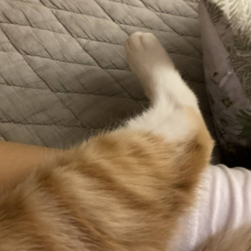 나 지금 진짜 더워 죽을 것 같아 고양이 때문에 | 인스티즈