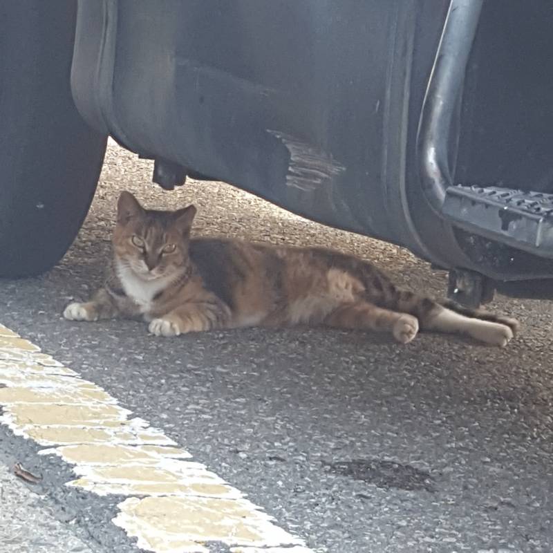 오전에 길가다가 본 고양이💜 | 인스티즈
