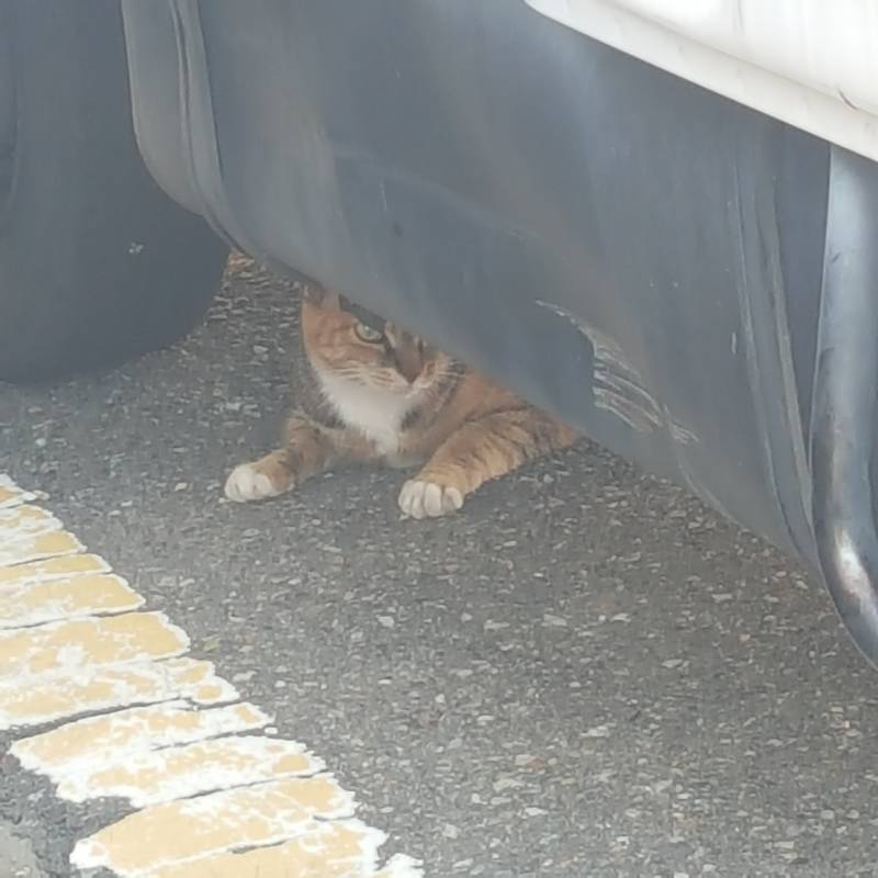 오전에 길가다가 본 고양이💜 | 인스티즈