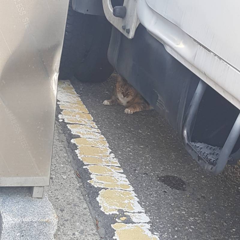 오전에 길가다가 본 고양이💜 | 인스티즈