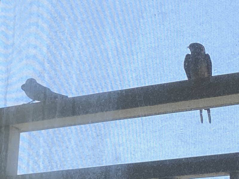 울 집에 새가 왤케 많이 오냐… | 인스티즈