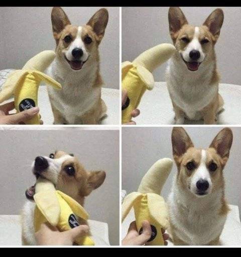 댕댕이 개웃겨ㅋㅋㅋㅋㅋ | 인스티즈