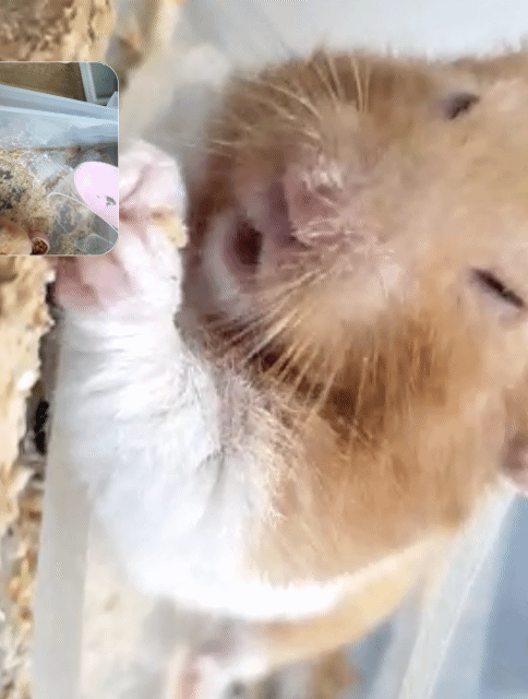 ❗우리 두 햄스터🐹 영통 하는거 볼사람😖❤ 귀여움 주의❗ | 인스티즈