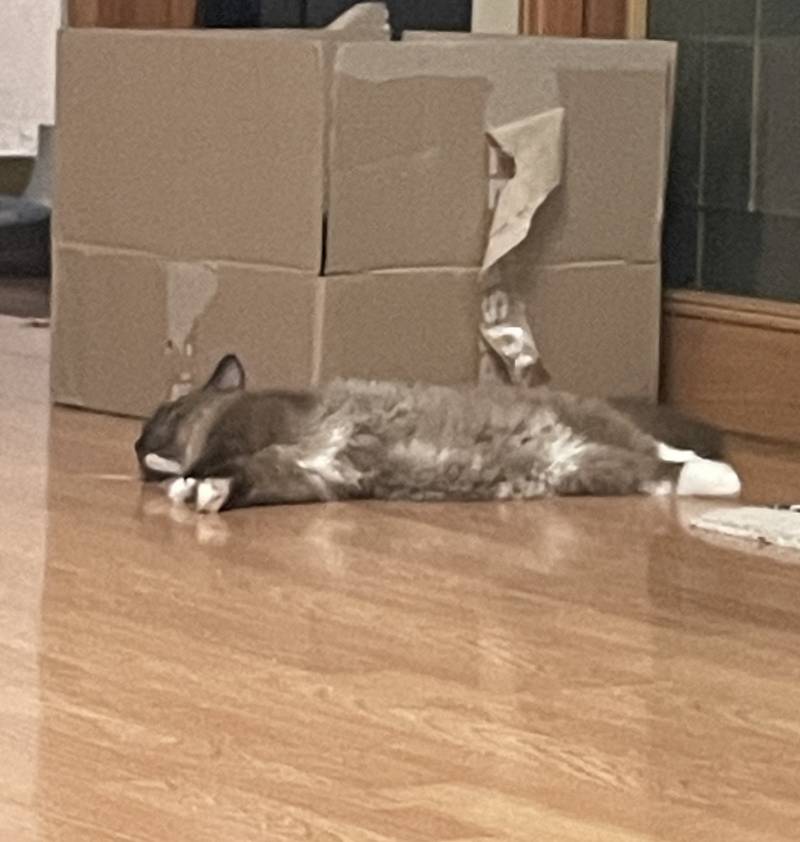 다들 축구보느랴 바쁠텐데 우리 고양이 떡실신 ❤️‍🔥❤️‍🔥❤️‍🔥 | 인스티즈