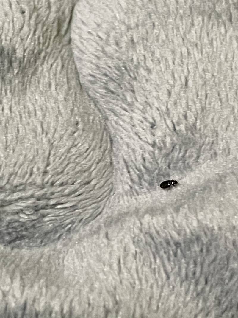 이 벌레 뭐야..? | 인스티즈