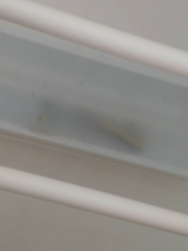 익들아ㅠㅠ 전등 안에 뭐가 있는데 뭘까 도와줘 ㅠㅠ | 인스티즈