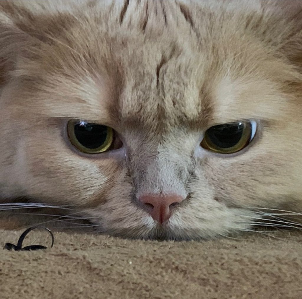 [잡담] 내 본진 고양이 보고 가💚💓 | 인스티즈