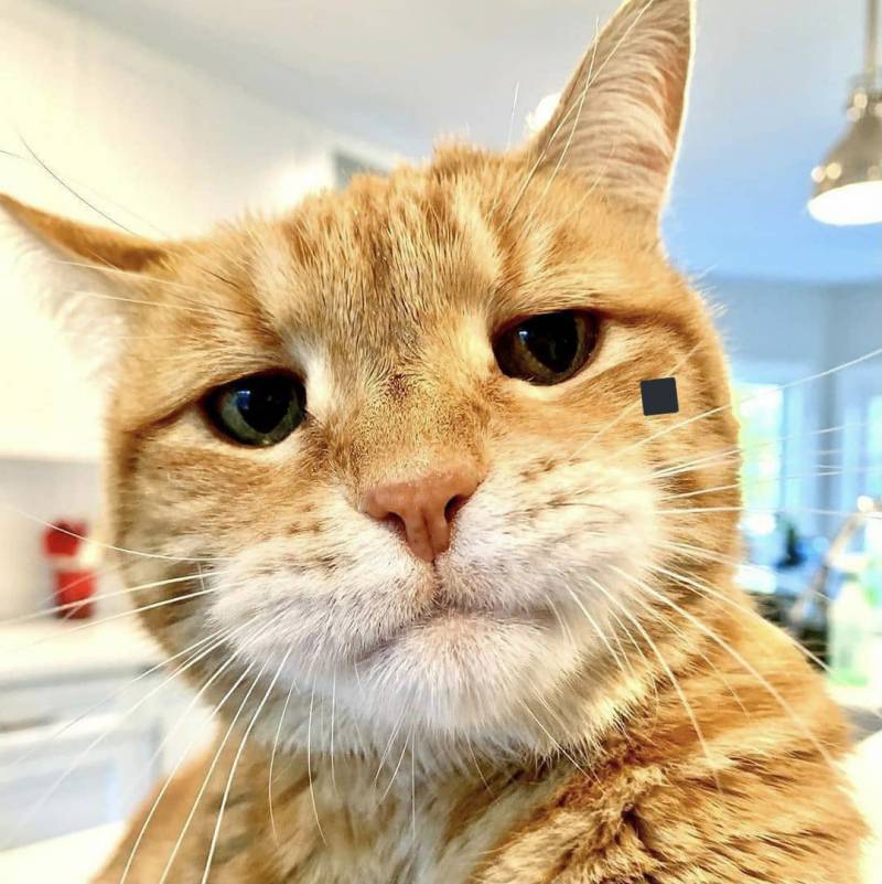 요즘 인기 많은 아기고양이상 하현상 | 인스티즈