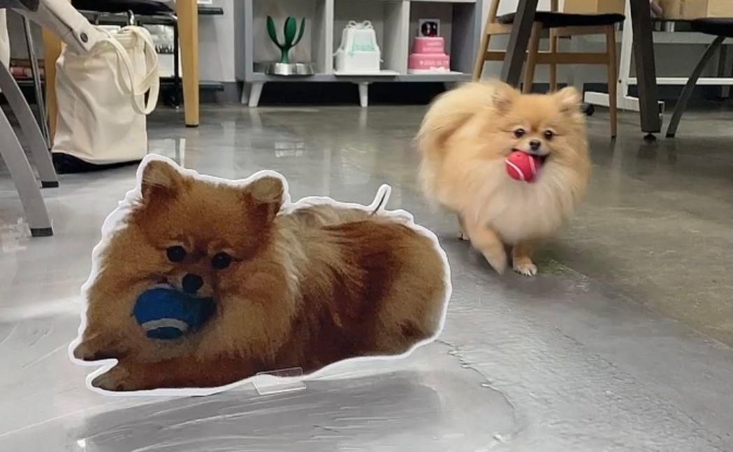 [잡담] 내본진 반려견 진짜 너무귀여워ㅠㅠㅠㅠㅠㅠㅠㅠㅠㅠㅠ | 인스티즈