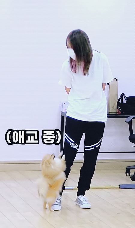 [잡담] 내본진 반려견 진짜 너무귀여워ㅠㅠㅠㅠㅠㅠㅠㅠㅠㅠㅠ | 인스티즈