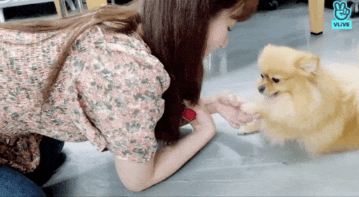 [잡담] 내본진 반려견 진짜 너무귀여워ㅠㅠㅠㅠㅠㅠㅠㅠㅠㅠㅠ | 인스티즈