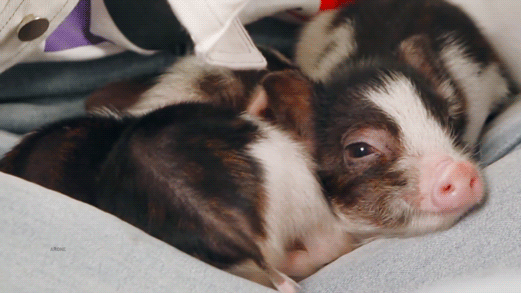 [잡담] 진짜 고심해서 뉴이스트 귀여운 짤을 골라봄😘 | 인스티즈