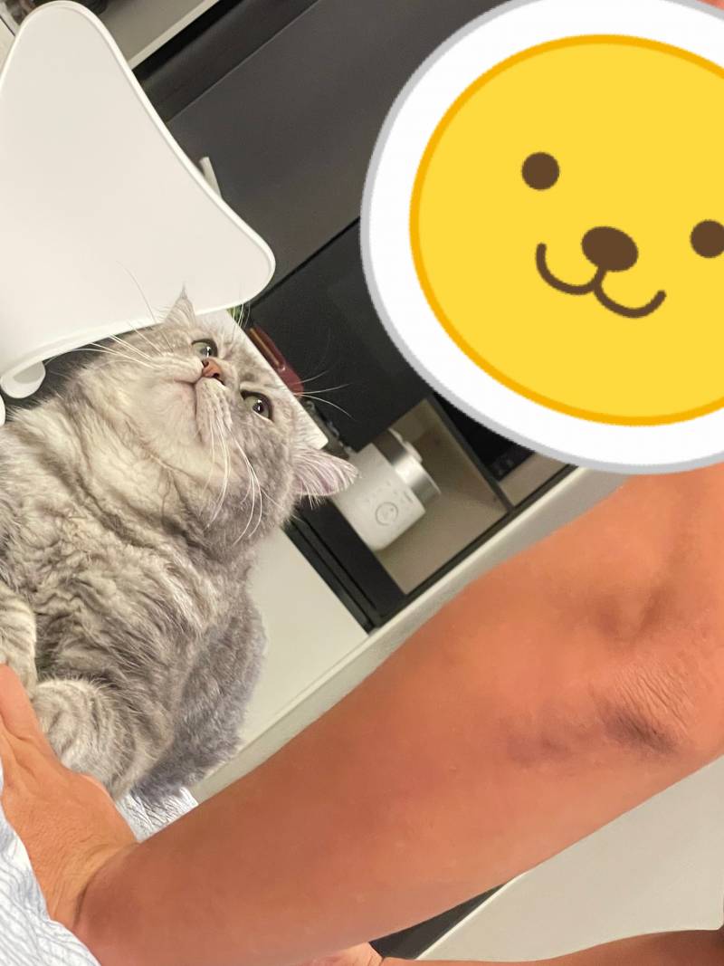 [잡담] 우리집 애기는 눈으로 욕할줄 안다 🐈 | 인스티즈