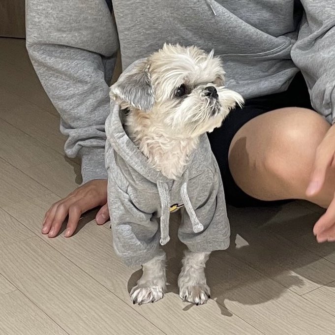 [잡담] 현재 강아지 다롱이 개귀엽..... | 인스티즈