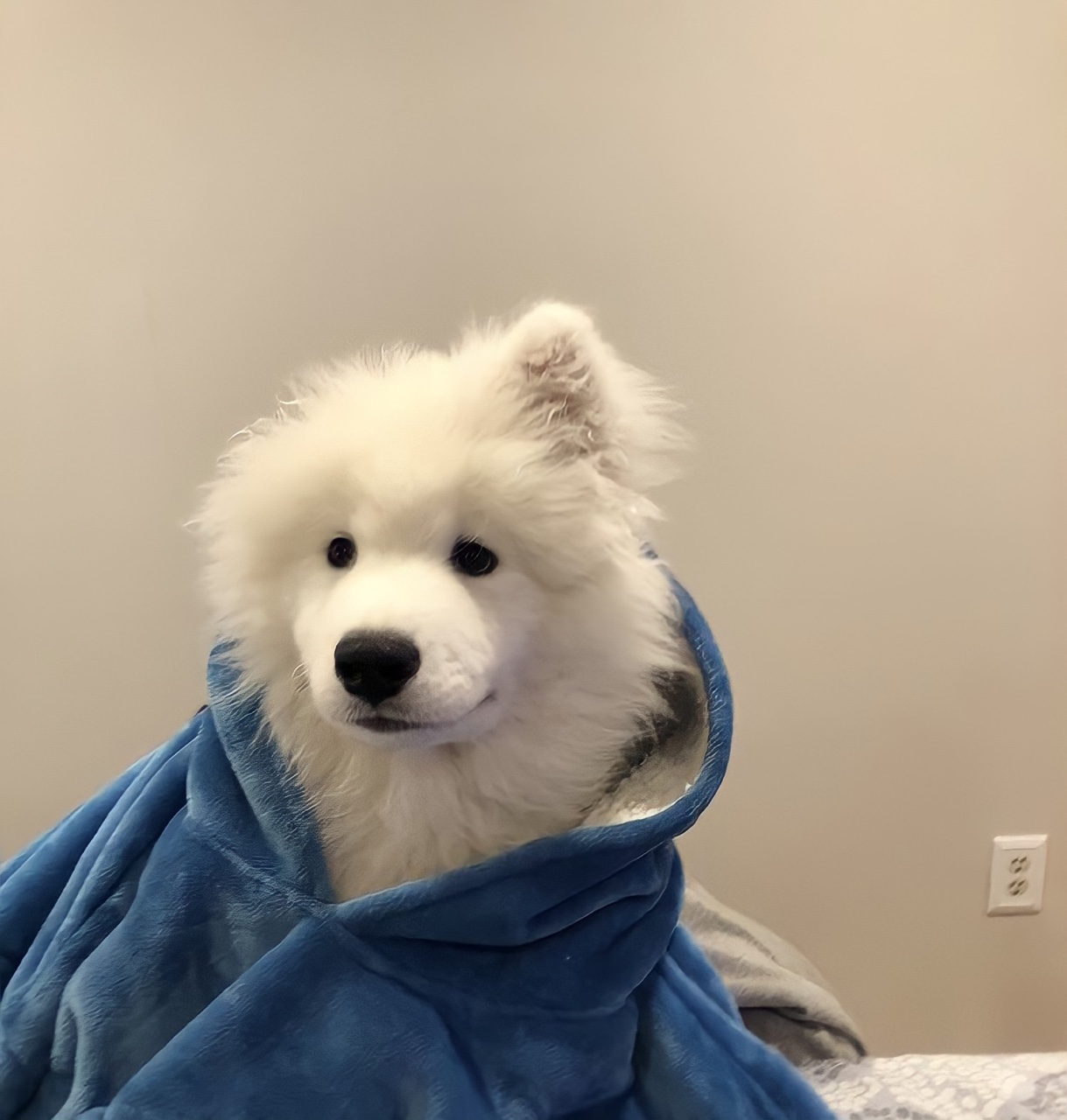 [잡담] 아무리봐도 제노는 사모예드같아... 제노는 사실 사모예드가 아닐까...?? | 인스티즈