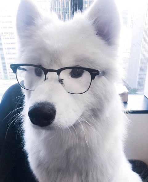 [잡담] 아무리봐도 제노는 사모예드같아... 제노는 사실 사모예드가 아닐까...?? | 인스티즈