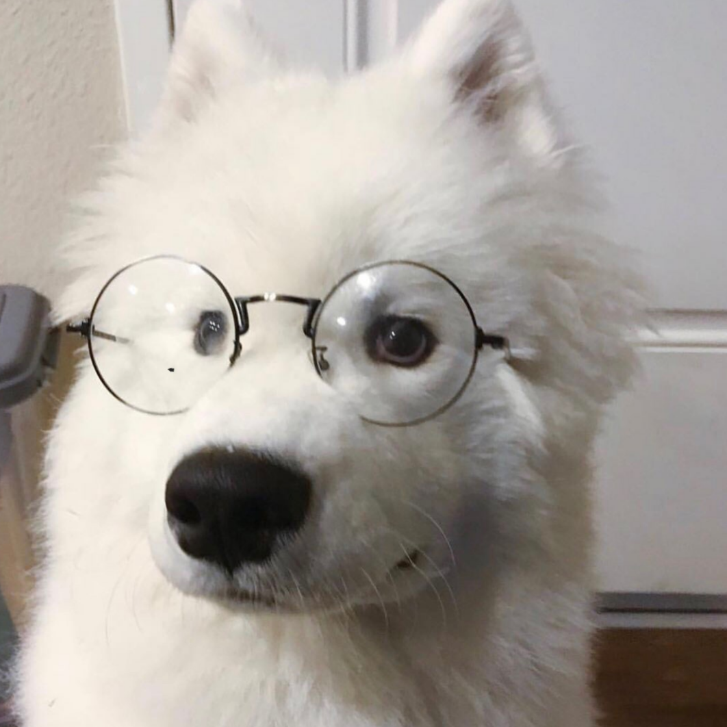 [잡담] 아무리봐도 제노는 사모예드같아... 제노는 사실 사모예드가 아닐까...?? | 인스티즈