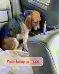 강아지가 마음을 열어가는 과정.gif | 인스티즈