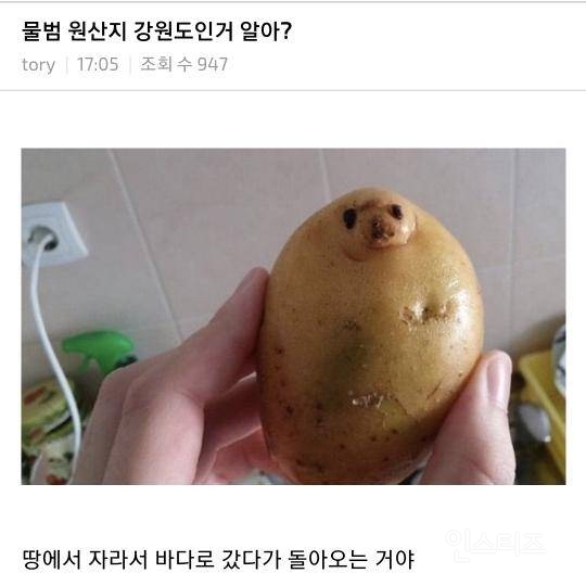 물범 원산지는 사실...jpg | 인스티즈