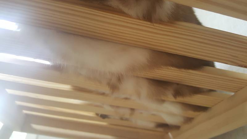 고양이 뱃살💜💜 | 인스티즈