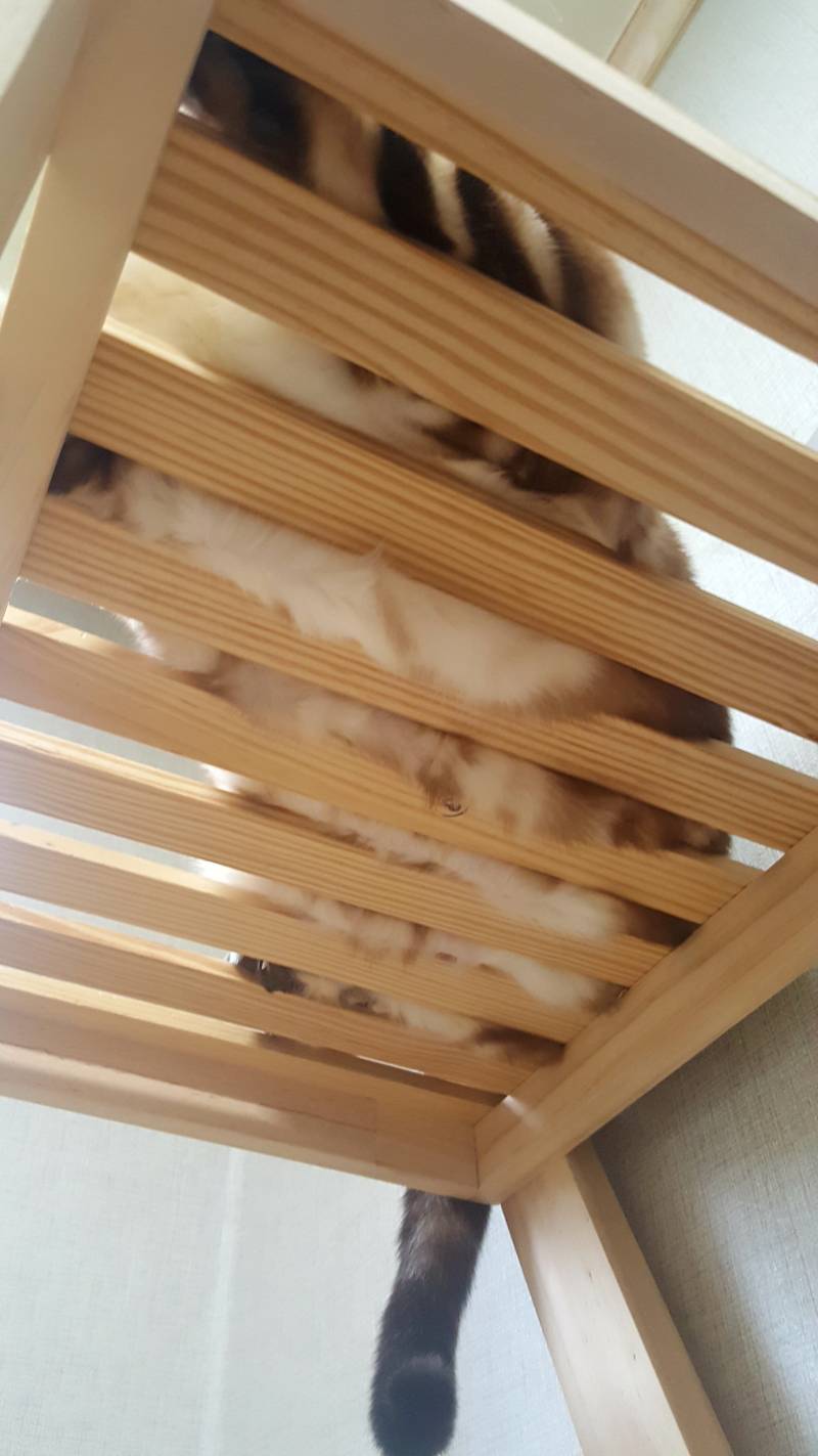 고양이 뱃살💜💜 | 인스티즈