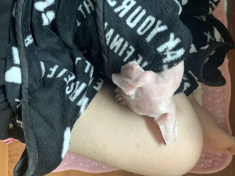 어떡해 울 애기 피부병 때문에 털 빡빡 다 밀었는데 | 인스티즈