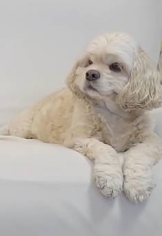 이 강아지는 무슨 종이야? | 인스티즈