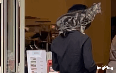 고양이가 어깨위에 앉아있어 | 인스티즈