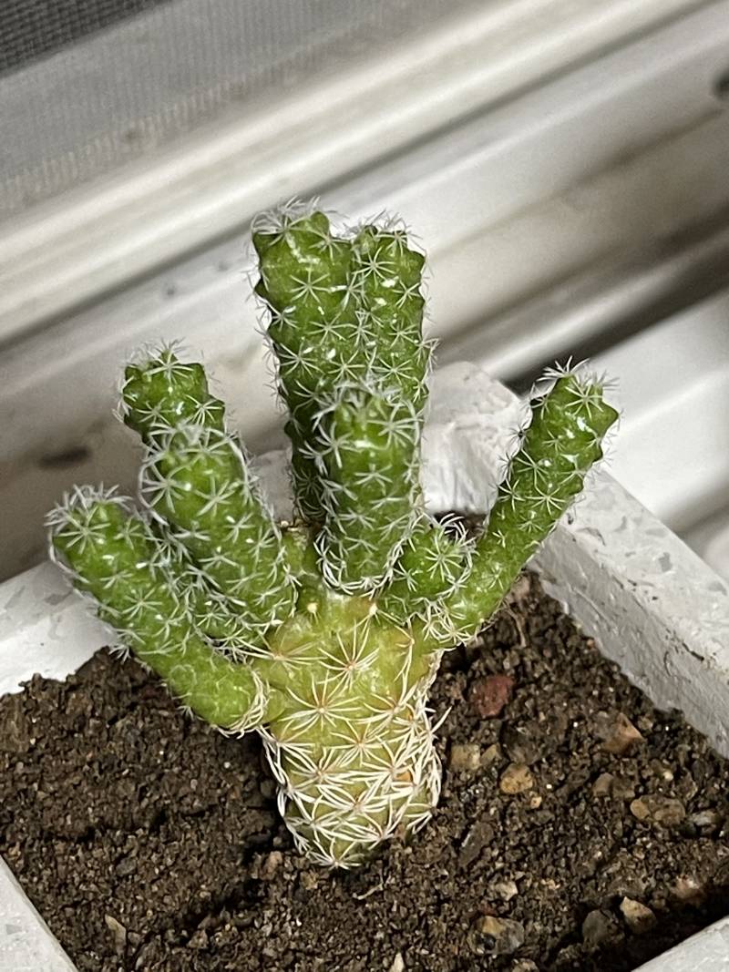 선인장 키우는 중인데 고민이 생겼어 | 인스티즈