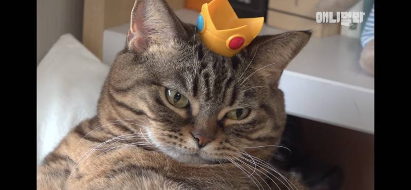 고양이는 뚱뚱해도 귀엽구나 | 인스티즈