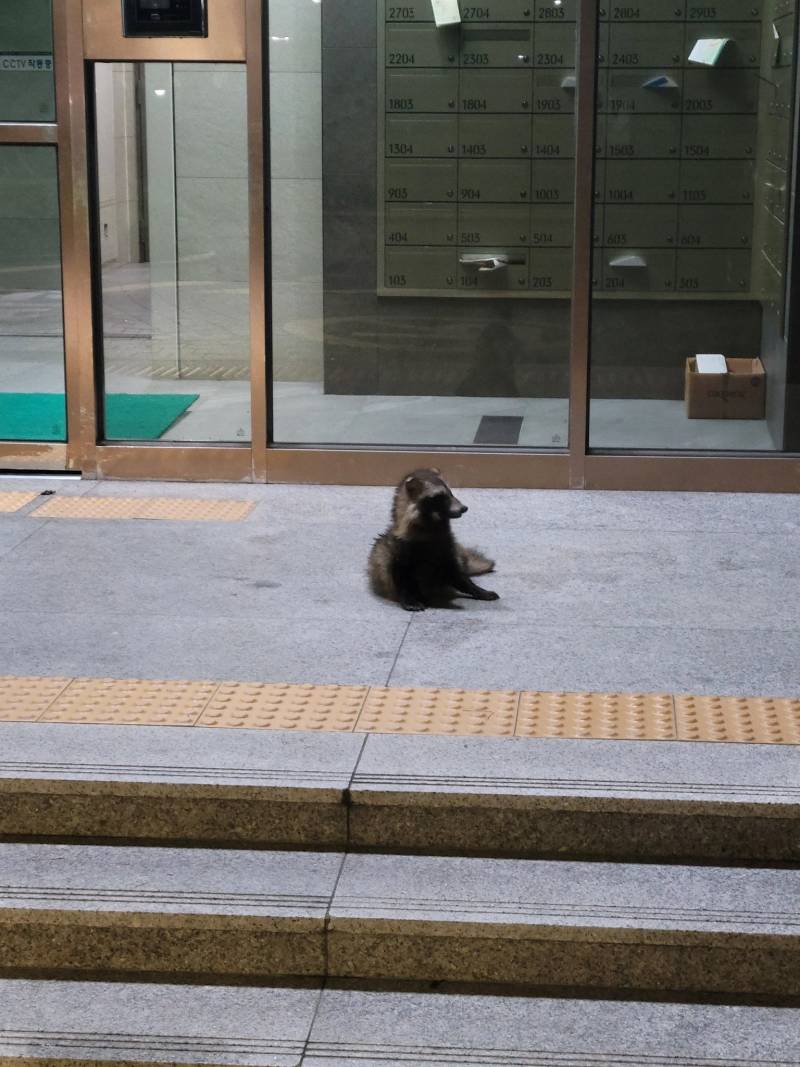 익들아 이거 무슨 동물 같아??? | 인스티즈