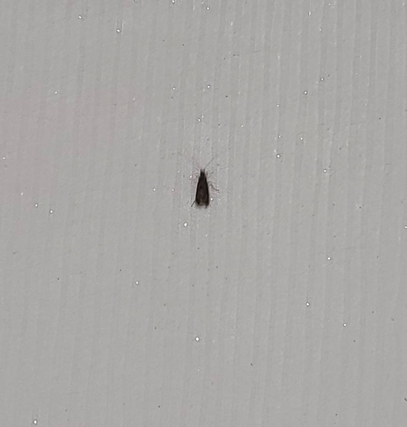 얘들아 이벌레 이름 알아?ㅠㅠㅠㅠ나좀살려줘 (혐오주의) | 인스티즈