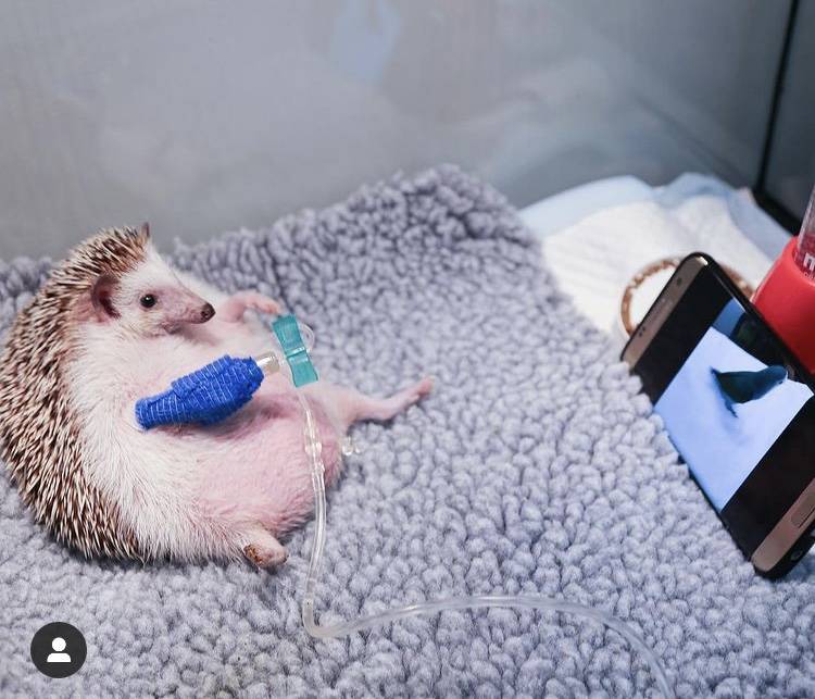 주사 맞는 고슴도치 봐ㅋㅋㅋ | 인스티즈