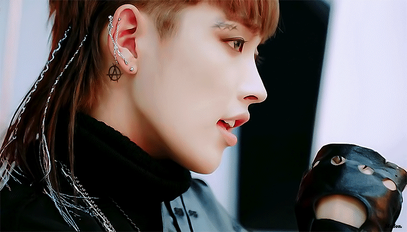 [잡담] 고양이 vs 햄스터 vs 퓨마 vs 다람쥐 | 인스티즈