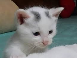 [잡담] 고잉세븐틴 볼껀데 옆에 띄워둘 고양이 사진 골라줘 | 인스티즈