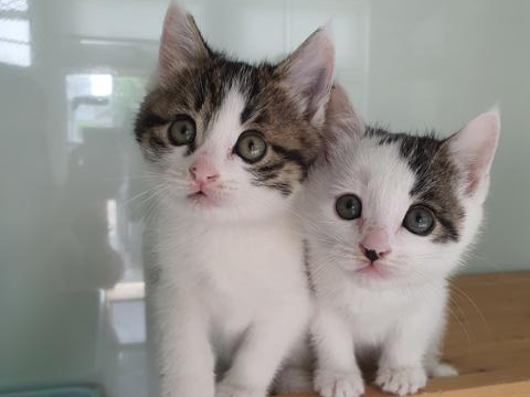 [잡담] 고잉세븐틴 볼껀데 옆에 띄워둘 고양이 사진 골라줘 | 인스티즈