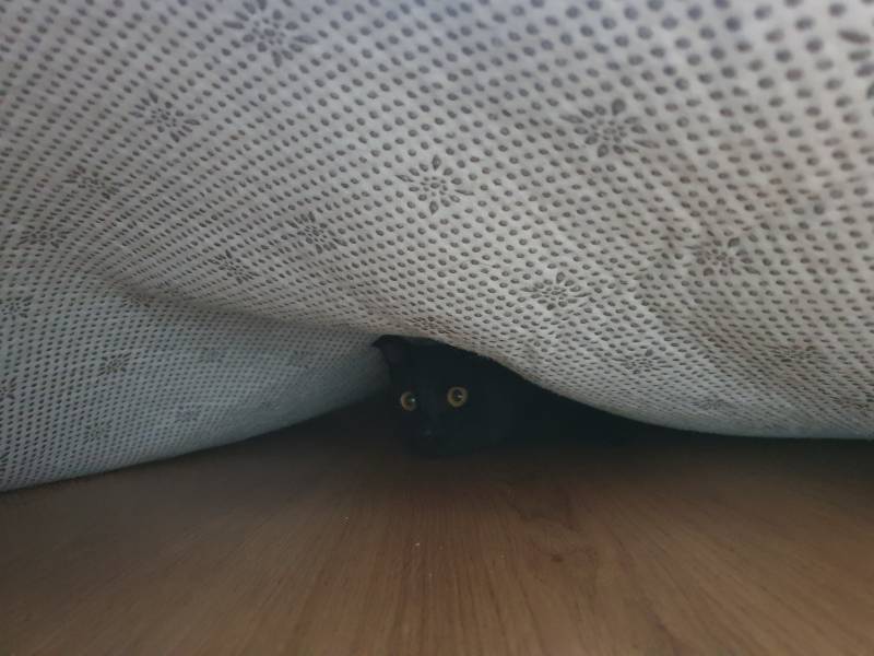 고양이 원래 카펫 깔면 아래 들어가고 그래...? | 인스티즈