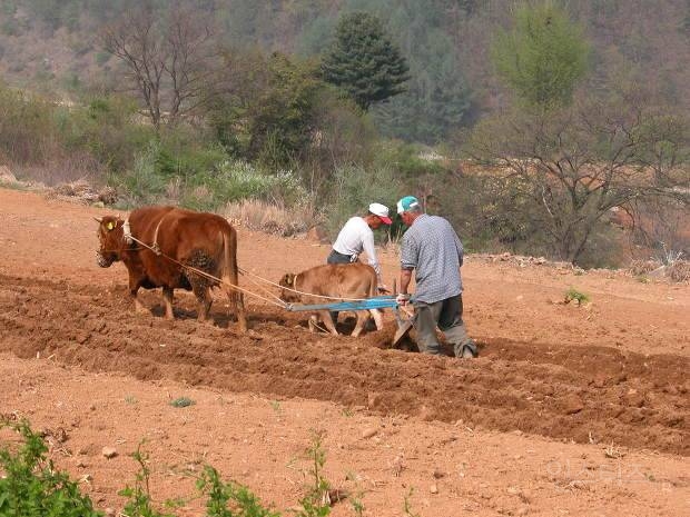 사람보다 일 잘하면 원숭이도 고용할것이다.fact | 인스티즈
