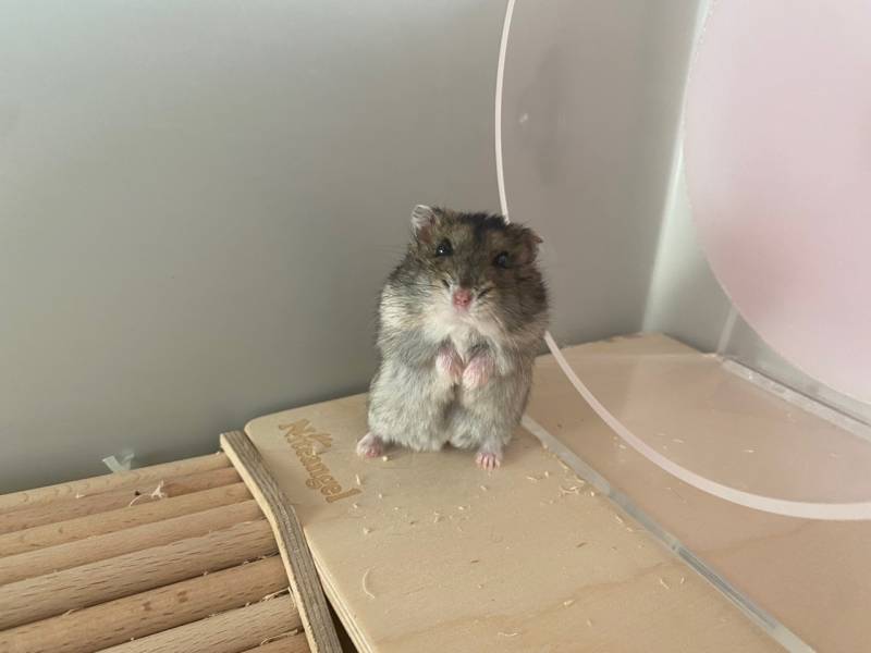 내 친구네 햄스터 만화에서 튀어나온거같아 너무귀야워ㅠㅠ | 인스티즈