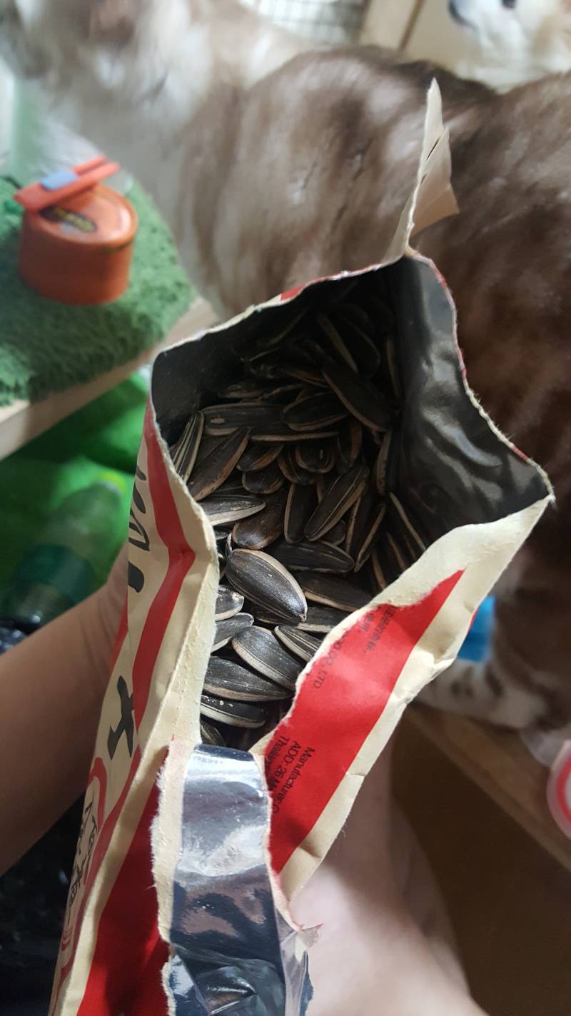 해바라기씨 먹고싶어서 | 인스티즈