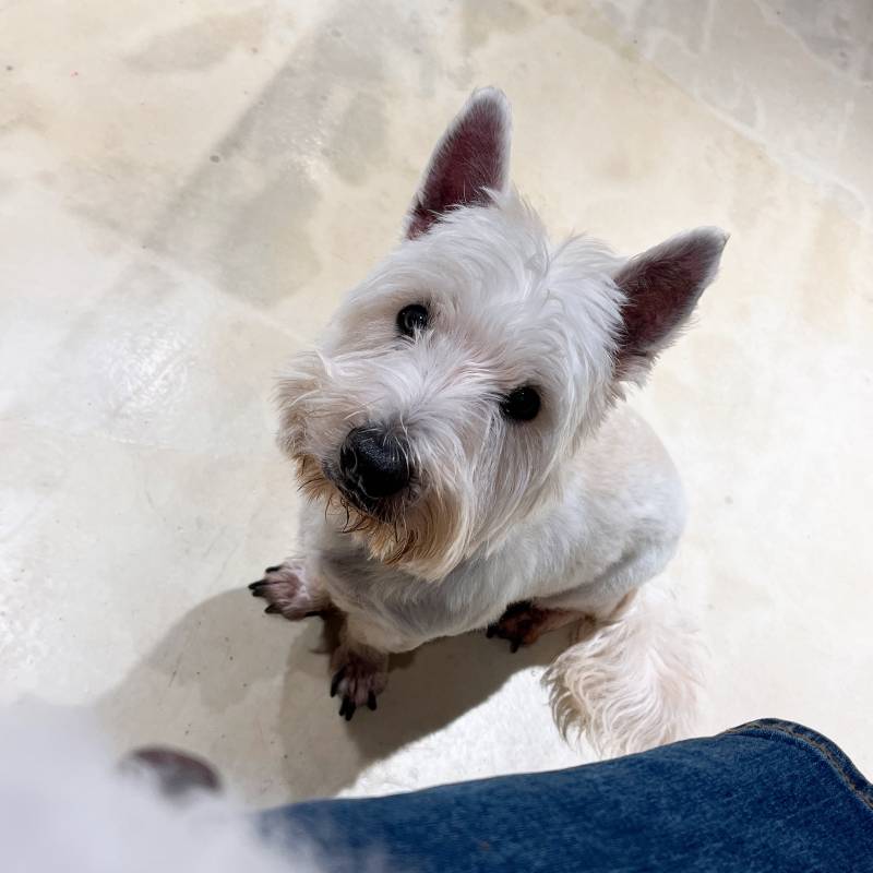 이 멍뭉이 종 뭔지 아는 살암 | 인스티즈