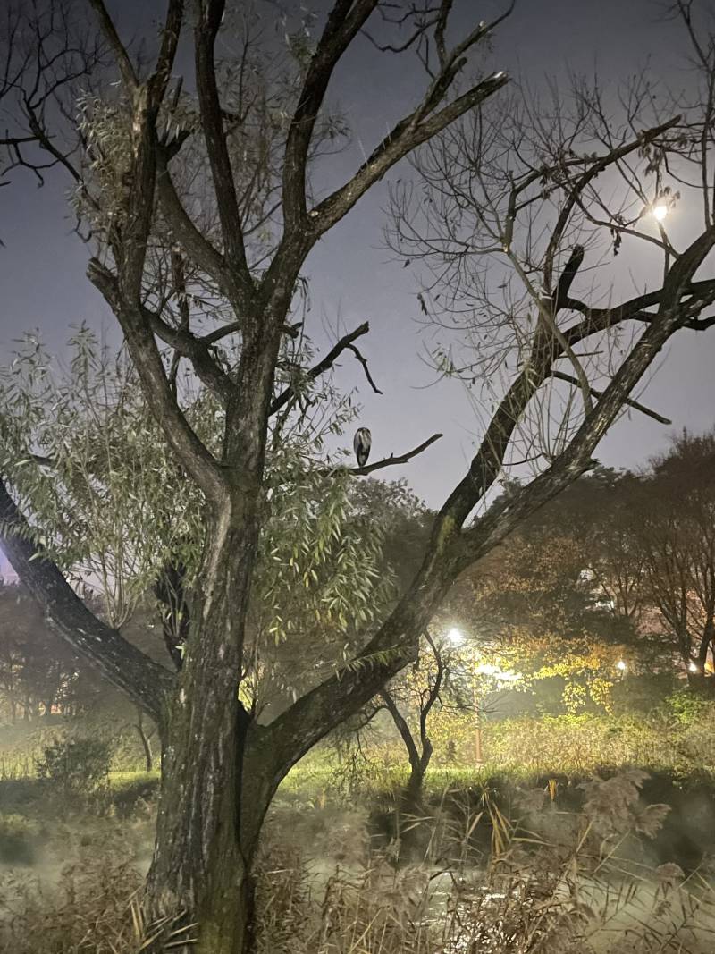 아니 이거 새야????? 뭐지??? | 인스티즈